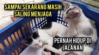 Ya Allah Kucing Ini Sedih Karna Kakaknya Sedang Sakit Dulu Sudah Sangat Menderita Di Jalanan..!