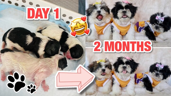 CUTE TRANSFORMATION | SHIH TZU GROWING UP FROM DAY 1 TO 2 MONTHS | PUPPY TRANSFORMATION