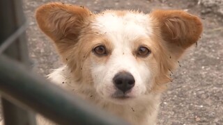 Anjing Liar Mengemis Kue Ikan untuk Memelihara Anak, Orang Baik Membantunya