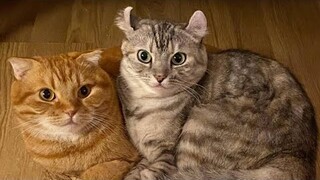 😂 Funniest Cats and Dogs Videos 😺🐶 || 🥰😹 Hilarious Animal Compilation №383
