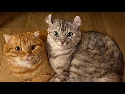 😂 Funniest Cats and Dogs Videos 😺🐶 || 🥰😹 Hilarious Animal Compilation №383