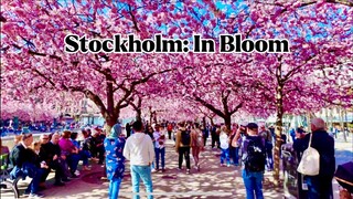 Stockholm: In Bloom