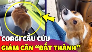 Bé corgi 'CẦU CỨU' vì suốt ngày bị con Sen lôi đi 'TẬP THỂ DỤC' để giảm cân 😂 Gâu Đần