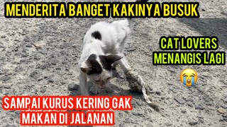 Kucing Jalanan Kakinya Rusak Di Perban Sampai Busuk Menangis Minta Tolong Suaranya Bikin Sedih..!