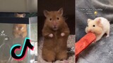 Funny and Cute Hamsters - Hamster Side of TikTok #3