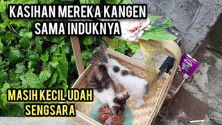 Kondisi Anak Kucing Yang di Buang Orang Saat Hujan Bikin Sedih..!