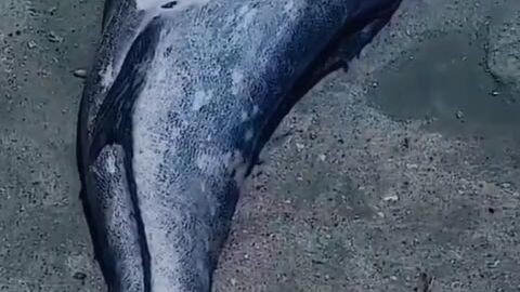 A real life mermaid found in South Africa 😱😱😱