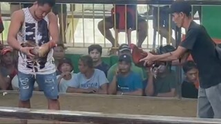 Bulik dom vs alimboyugin