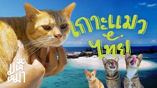 (EN) รีวิว "เกาะแมว" ของไทย มีแมวเป็นร้อย! Thailand's cat island มหึเหมียว