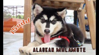 อลาสกันมาลามิวต์ (Alaskan malamute)