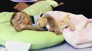 Baby Monkey | Super Cute Little Baby Maku Sleeping So Much Warm And Well