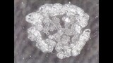 Salt crystallization under a microscope: time lapse video