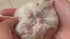 Video by Cute Pet Club (12)