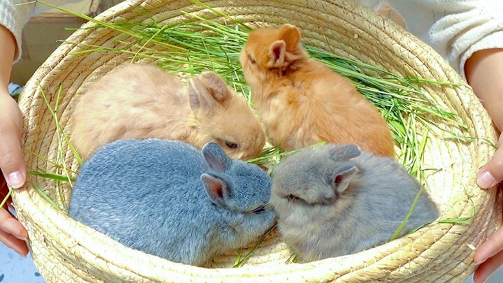 Bury My Face In Four Cute Bunnies