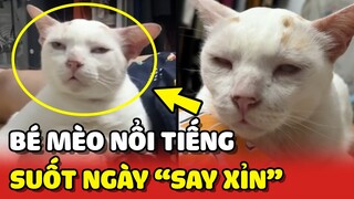 Bé mèo NỔI TIẾNG mạng xã hội vì GƯƠNG MẶT SAY XỈN bê tha 😂 | Yêu Lu
