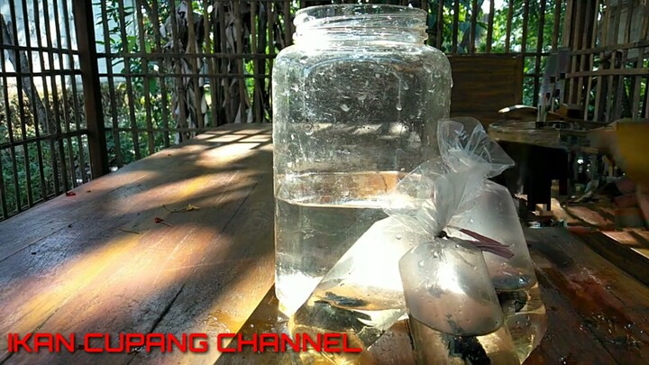 3 Tips Cara Merawat Ikan Cupang Baru Beli / Datang Agar Tidak Stres atau Mati
