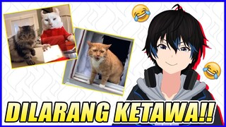 MUSTAHIL GAK KETAWA - KELAKUAN KOCHENK OREN BARBAR | You Laugh You Lose Edisi Kucing