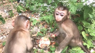 Outdoor experience for Coconut, Mino and Lay Heang monkeys