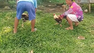 pwde na