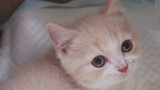 My Family New Member--Kitten