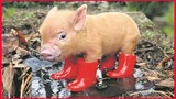 Cute & Funny Micro Pig / A Cute Mini Pig Videos Compilation.