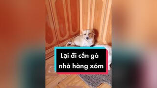 Bực mình ghê gớm. Phạt gì đây cả nhà ơi...cunyeucuadua chó chócon chókhôn chócute