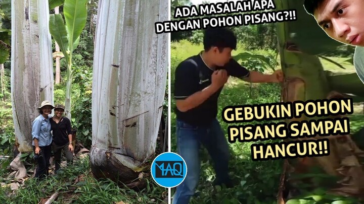 MENEBANG POHON PAKE TANGAN! Gara-Gara Nebang Pohon Malah Jadi Viral! dan Ini Pohon Pisang Terbesar!