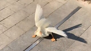 Never walk ducks on a windy day