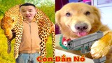 Thú Cưng TV | Tứ Mao Đại Náo #73 | Chó Golden Gâu Đần thông minh vui nhộn | Pets cute smart dog