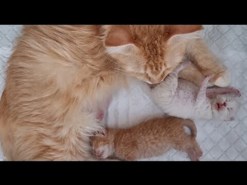 Hasil Kawin Persilangan Kucing Persia Dengan British