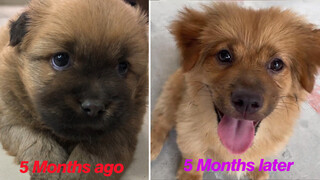 [สัตว์]หน้าตาลูกสุนัขเปลี่ยนไปเกินคาดใน 5 เดือน