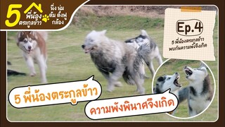 นึ่ง นุ่ม ต้ม ตังฟู กล้อง 5 พี่น้องตระกูลข้าว พินาศ!!! - ข้าวนึ่ง & เดอะแก๊ง