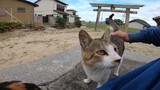 [Hewan]Dikelilingi Kucing Begitu Duduk di Pulau Kucing