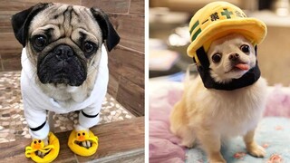 Baby Dogs - Cute and Funny Puppy Videos Compilation #