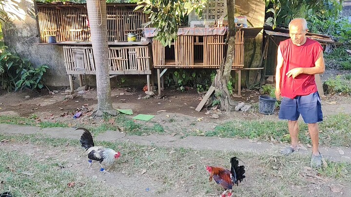 Papawis