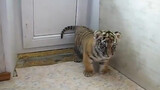 Động vật|Hổ bị nựng giống như mèo