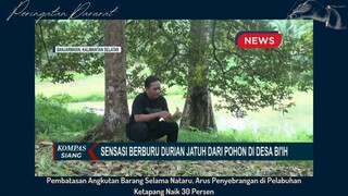 Sensasi Berburu Durian Jatuh Langsung