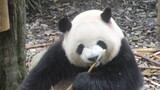 [Hewan] Panda Rourou makan bambu