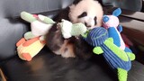 【重重】石锤！重庆人民家里养熊猫！