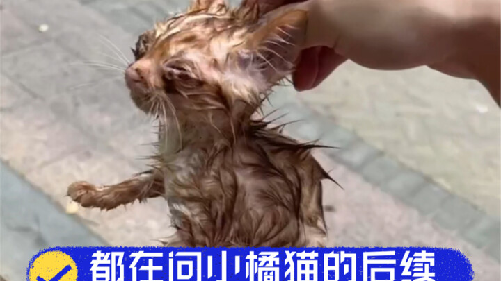 流浪小奶猫的后续，希望每个小流浪都有自己的归属