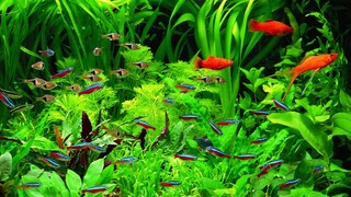 7 Jenis ikan aquascape Tercantik