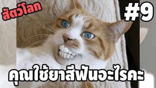 รวมคลิปตลกๆ : คุณใช้ยาสีฟันอะไรคะคุณเหมียว!!?