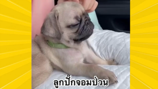 สัตว์เลี้ยงเพื่อนขนปุย: ลูกปั๊กจอมป่วน