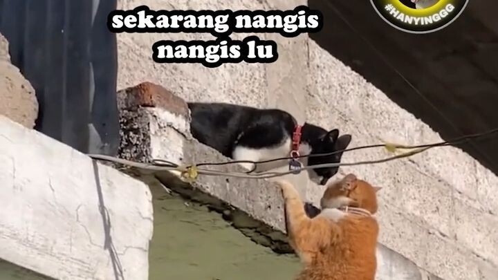 UDAH LIAT OREN MINTA TOLONG_