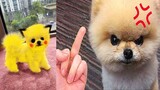 Funny and Cute Dog Pomeranian ðŸ˜�ðŸ�¶| Funny Puppy Videos #122