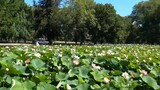 Một hồ hoa Sen tuyệt đẹp nằm trong lòng thành phố ở Mỹ _ Cuộc sống ở Mỹ