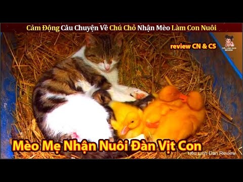 Chú Chó Bị Ung Thư Tử Cung Không Thể Mang Thai Đau Khổ Nhận Mèo Làm Con Nuôi || Review CN Và CS