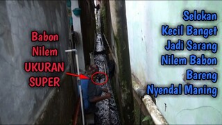 LUAR BIASA!! Nemu Sarang Ikan Nilem Babon Di Selokan Kecil Banget