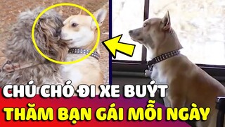 Chú chó tự đi 'XE BUÝT' mỗi ngày để đến thăm 'BẠN GÁI' của mình khiến dân mạng 'GHEN TỊ' 😍 Gâu Đần