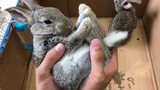 This fella built a home for Belgian hare bought online